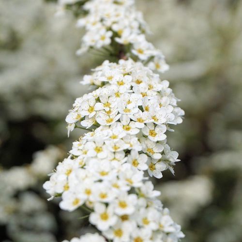 SPIRAEA